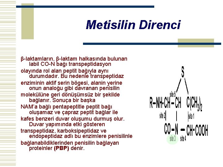 Metisilin Direnci β-laktamların, β-laktam halkasında bulunan labil CO-N bağı transpeptidasyon olayında rol alan peptit