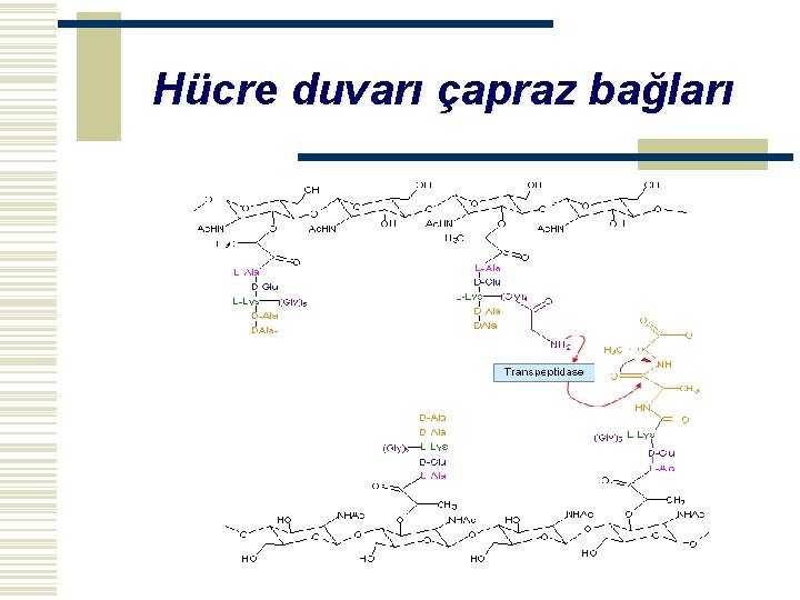 Hücre duvarı çapraz bağları 