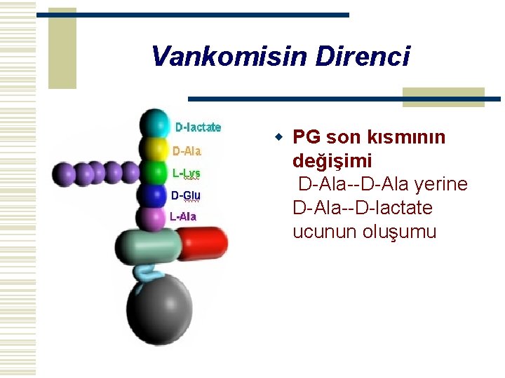 Vankomisin Direnci w PG son kısmının değişimi D-Ala--D-Ala yerine D-Ala--D-lactate ucunun oluşumu 