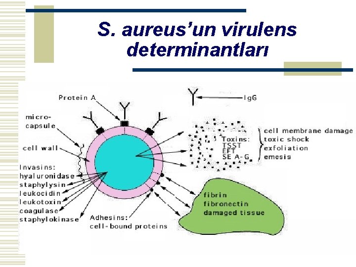 S. aureus’un virulens determinantları 