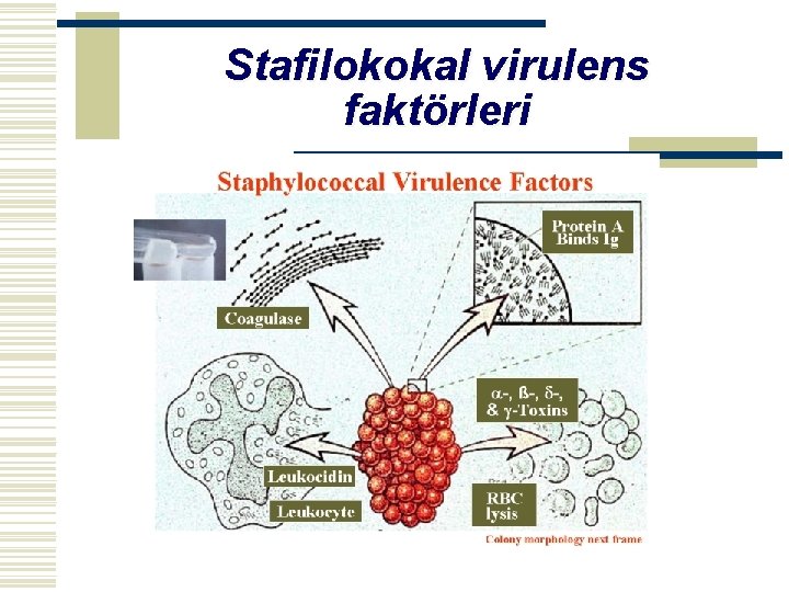 Stafilokokal virulens faktörleri 