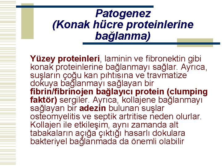 Patogenez (Konak hücre proteinlerine bağlanma) Yüzey proteinleri, laminin ve fibronektin gibi konak proteinlerine bağlanmayı