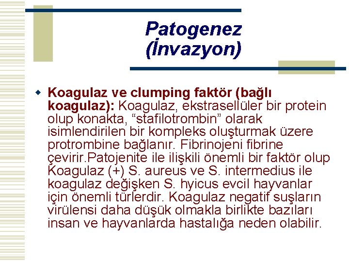 Patogenez (İnvazyon) w Koagulaz ve clumping faktör (bağlı koagulaz): Koagulaz, ekstrasellüler bir protein olup