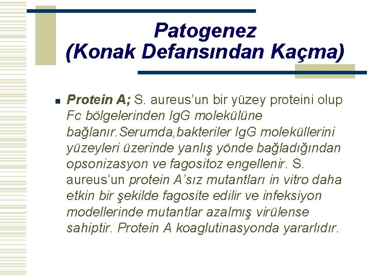 Patogenez (Konak Defansından Kaçma) n Protein A; S. aureus’un bir yüzey proteini olup Fc