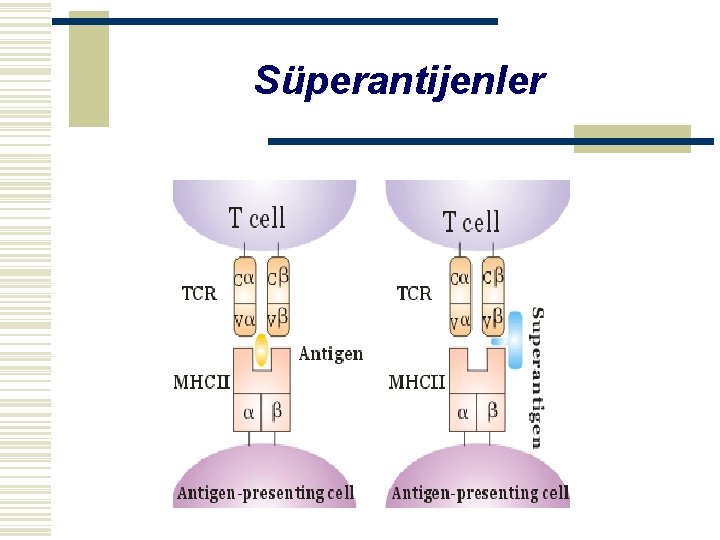 Süperantijenler 