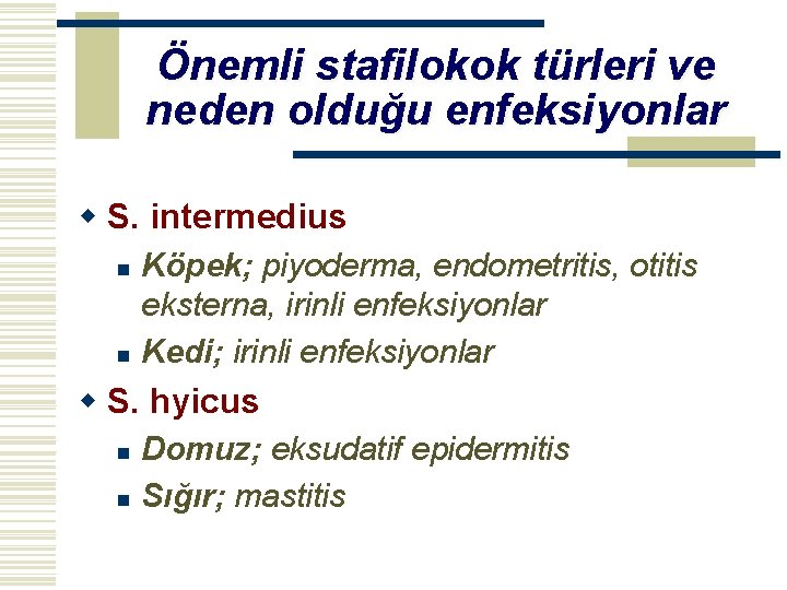 Önemli stafilokok türleri ve neden olduğu enfeksiyonlar w S. intermedius n n Köpek; piyoderma,