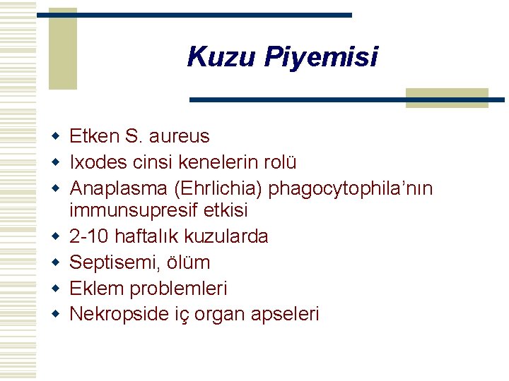 Kuzu Piyemisi w Etken S. aureus w Ixodes cinsi kenelerin rolü w Anaplasma (Ehrlichia)