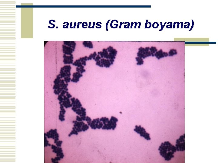 S. aureus (Gram boyama) 