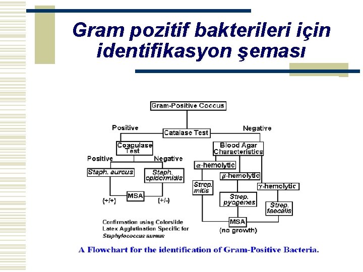 Gram pozitif bakterileri için identifikasyon şeması 