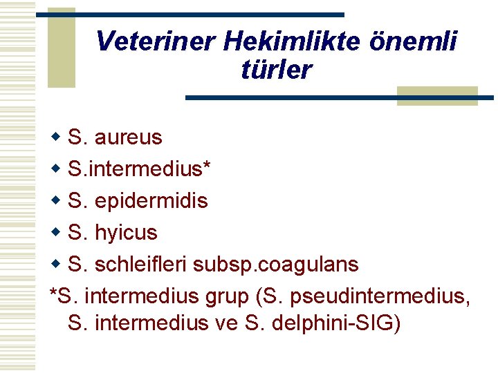 Veteriner Hekimlikte önemli türler w S. aureus w S. intermedius* w S. epidermidis w