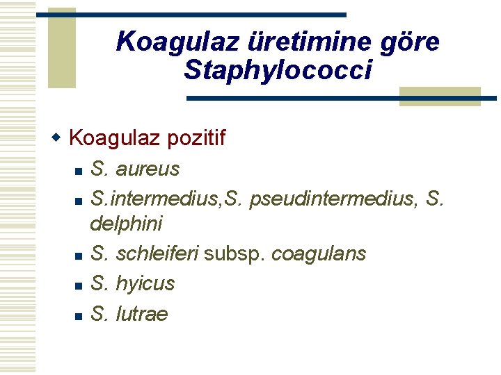 Koagulaz üretimine göre Staphylococci w Koagulaz pozitif n n n S. aureus S. intermedius,