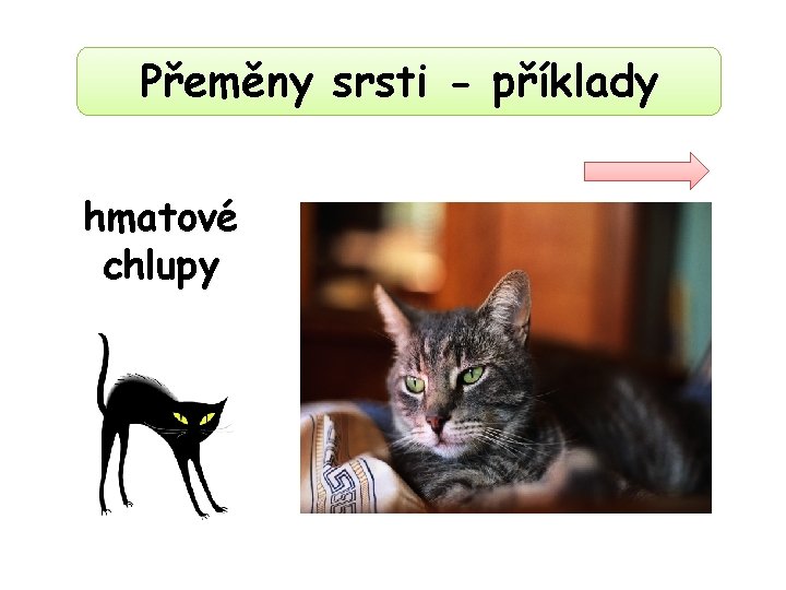 Přeměny srsti - příklady hmatové chlupy 