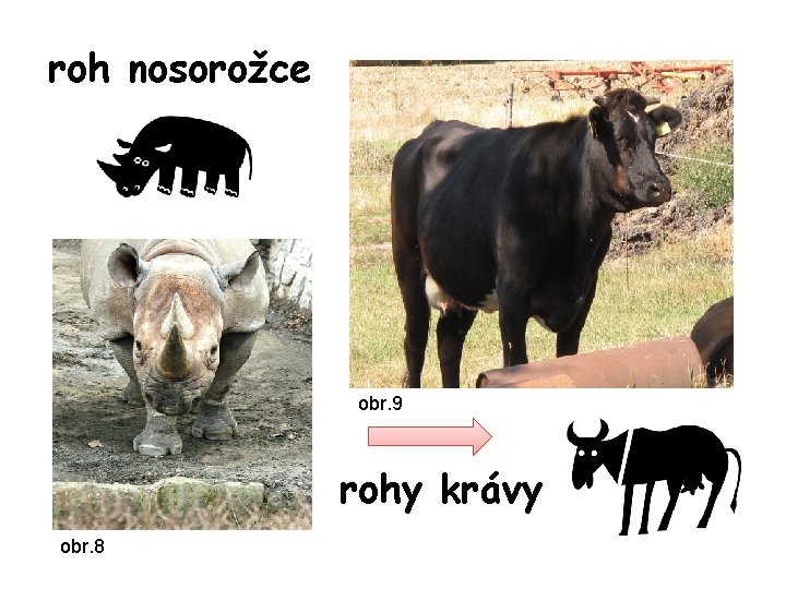 roh nosorožce obr. 9 rohy krávy obr. 8 