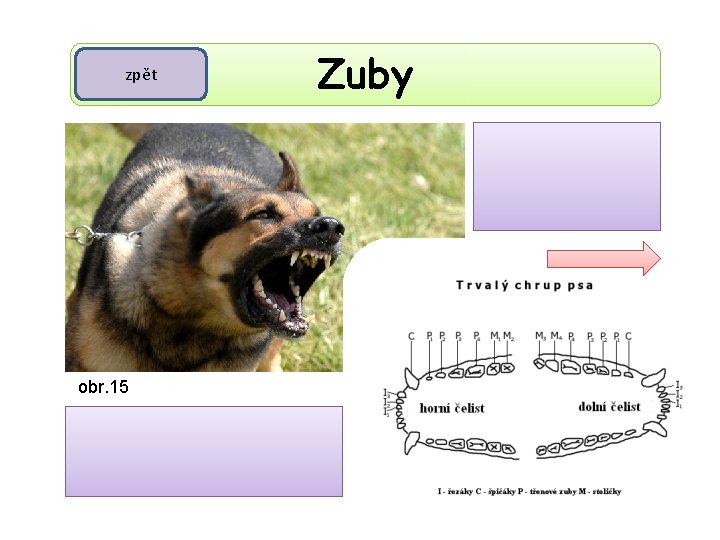 zpět Zuby Chrup je rozlišený. obr. 15 Zuby jsou rozlišeny na řezáky, špičáky, zuby