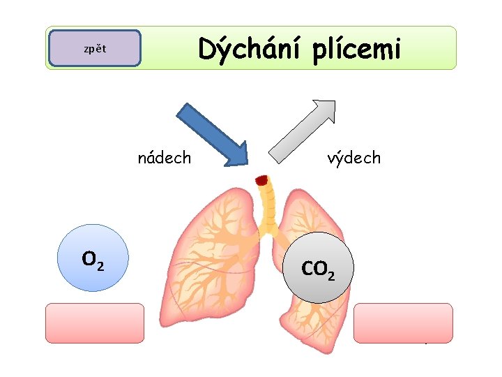 Dýchání plícemi zpět nádech O 2 kyslík výdech CO 2 oxid uhličitý 