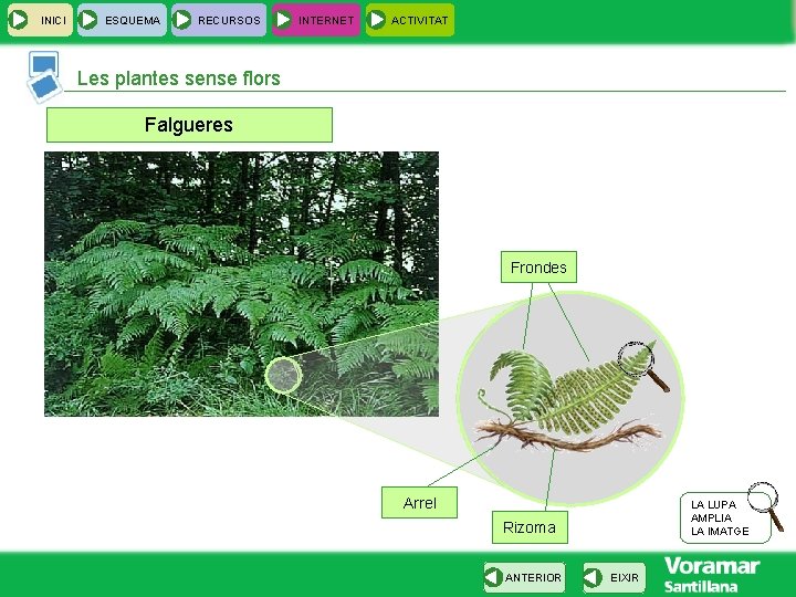 INICI ESQUEMA RECURSOS INTERNET ACTIVITAT Les plantes sense flors Falgueres Frondes Arrel LA LUPA