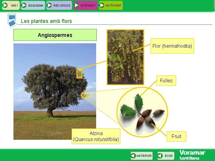 INICI ESQUEMA RECURSOS INTERNET ACTIVITAT Les plantes amb flors Angiospermes Flor (hermafrodita) Fulles Alzina