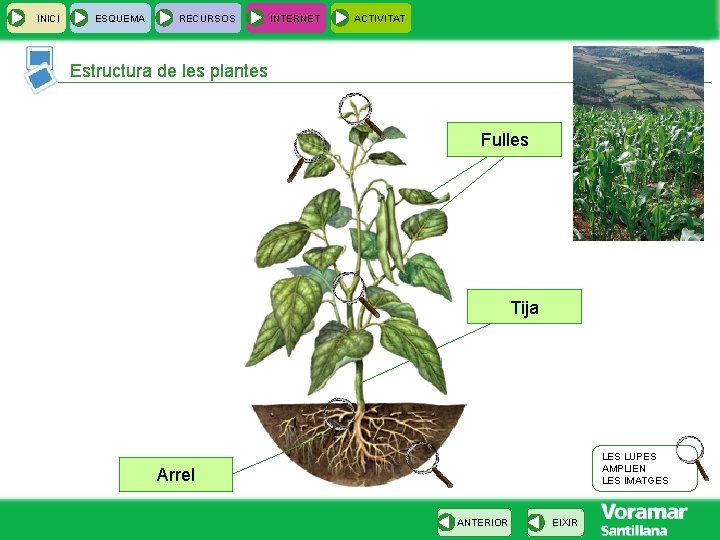 INICI ESQUEMA RECURSOS INTERNET ACTIVITAT Estructura de les plantes Fulles Tija LES LUPES AMPLIEN