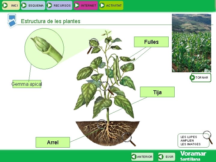 INICI ESQUEMA RECURSOS INTERNET ACTIVITAT Estructura de les plantes Fulles TORNAR Gemma apical Tija