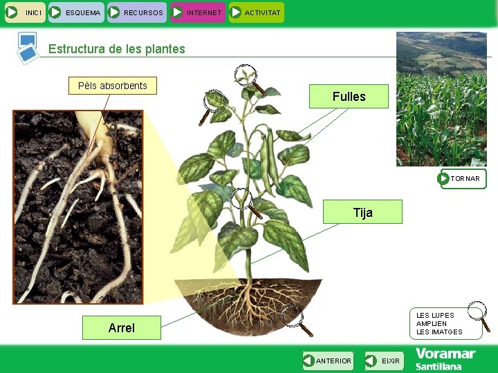 INICI ESQUEMA RECURSOS INTERNET ACTIVITAT Estructura de les plantes Pèls absorbents Fulles TORNAR Tija