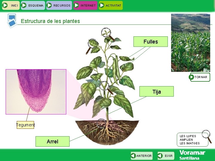 INICI ESQUEMA RECURSOS INTERNET ACTIVITAT Estructura de les plantes Fulles TORNAR Tija Tegument LES