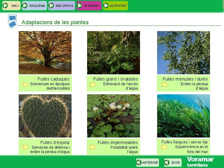 INICI ESQUEMA RECURSOS INTERNET ACTIVITAT Adaptacions de les plantes Fulles caduques Fulles grans i