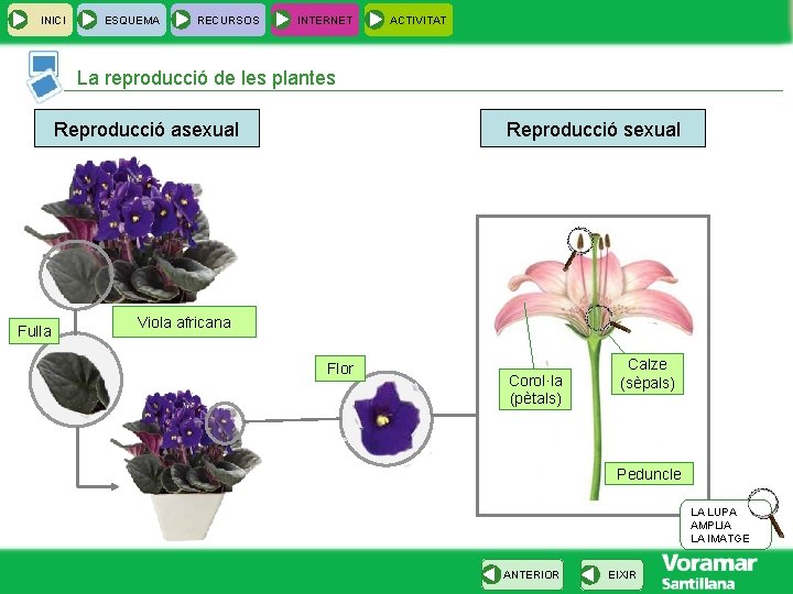 INICI ESQUEMA RECURSOS INTERNET ACTIVITAT La reproducció de les plantes Reproducció asexual Fulla Reproducció