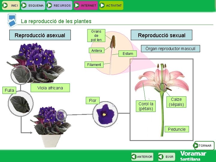 INICI ESQUEMA RECURSOS INTERNET ACTIVITAT La reproducció de les plantes Reproducció asexual Grans de