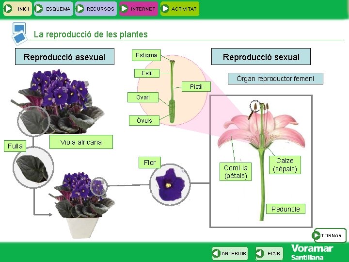 INICI ESQUEMA RECURSOS INTERNET ACTIVITAT La reproducció de les plantes Reproducció asexual Reproducció sexual