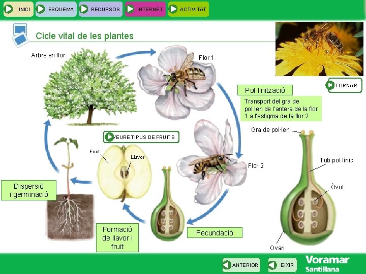 INICI ESQUEMA RECURSOS INTERNET ACTIVITAT Cicle vital de les plantes Arbre en flor Flor