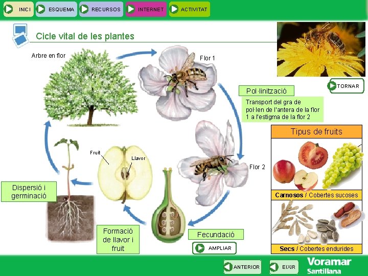 INICI ESQUEMA RECURSOS INTERNET ACTIVITAT Cicle vital de les plantes Arbre en flor Flor