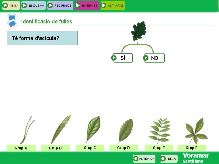 INICI ESQUEMA RECURSOS INTERNET ACTIVITAT Identificació de fulles Té forma d'acícula? SÍ Grup A