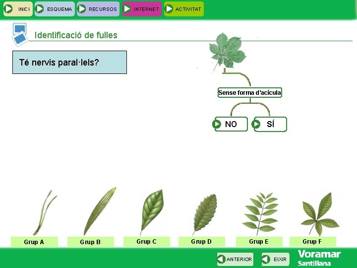 INICI ESQUEMA RECURSOS INTERNET ACTIVITAT Identificació de fulles Té nervis paral·lels? Sense forma d'acícula