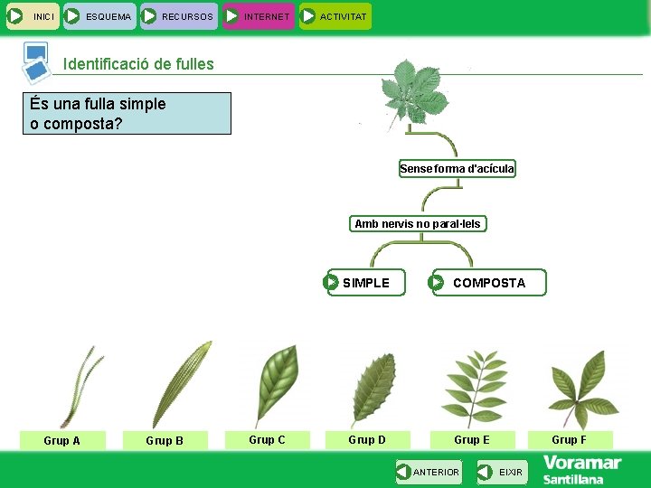 INICI ESQUEMA RECURSOS INTERNET ACTIVITAT Identificació de fulles És una fulla simple o composta?
