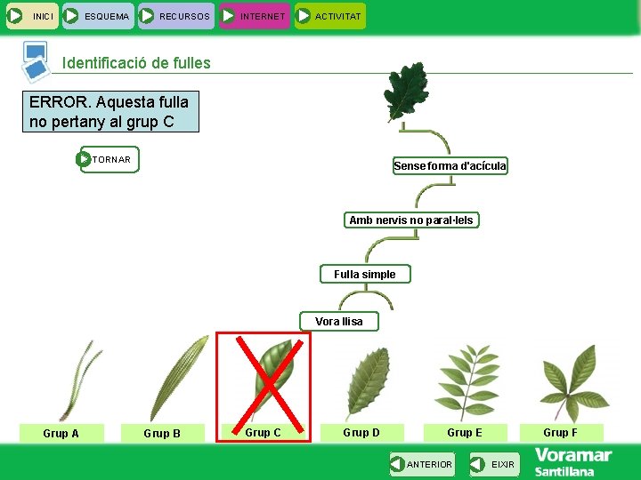 INICI ESQUEMA RECURSOS INTERNET ACTIVITAT Identificació de fulles ERROR. Aquesta fulla no pertany al