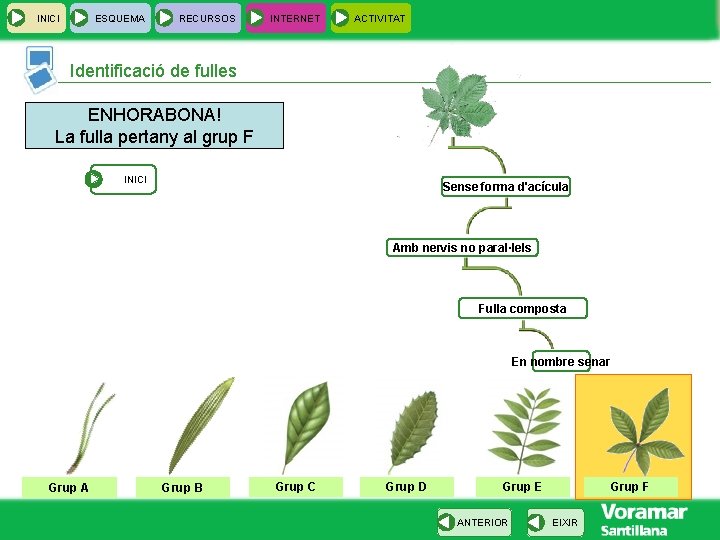 INICI ESQUEMA RECURSOS INTERNET ACTIVITAT Identificació de fulles ENHORABONA! La fulla pertany al grup