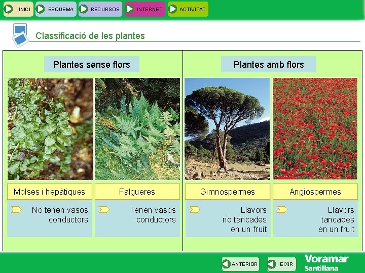 INICI ESQUEMA RECURSOS INTERNET ACTIVITAT Classificació de les plantes Plantes sense flors Molses i