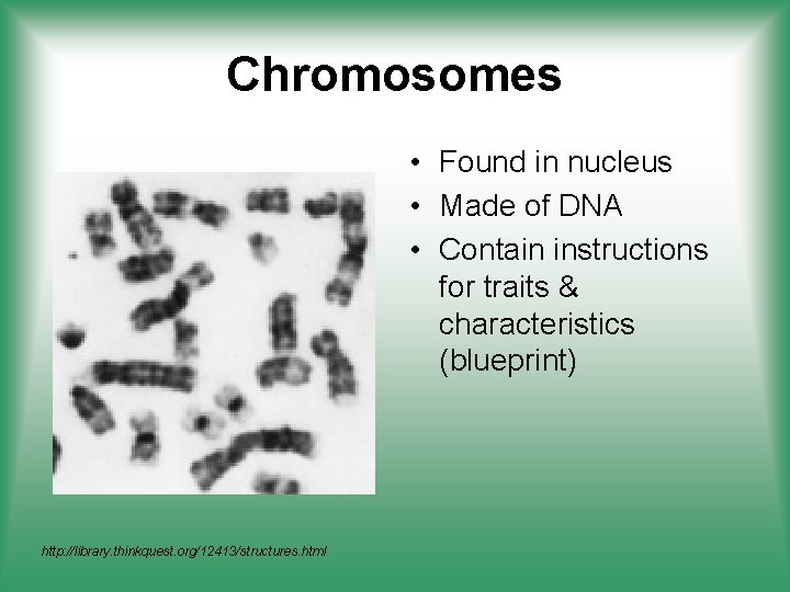 Chromosomes • Found in nucleus • Made of DNA • Contain instructions for traits