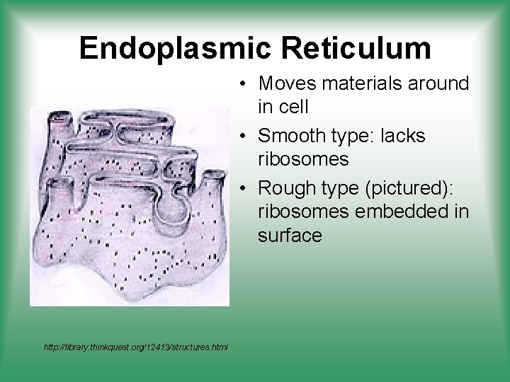 Endoplasmic Reticulum • Moves materials around in cell • Smooth type: lacks ribosomes •