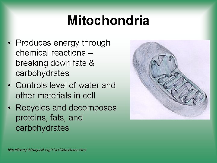 Mitochondria • Produces energy through chemical reactions – breaking down fats & carbohydrates •