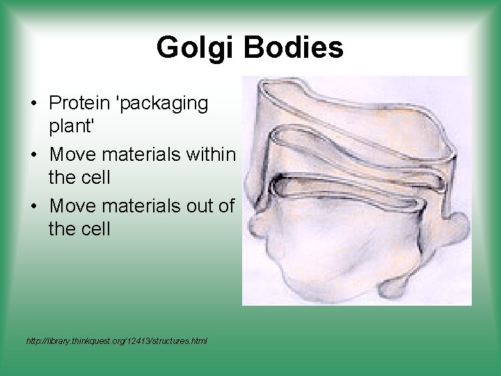 Golgi Bodies • Protein 'packaging plant' • Move materials within the cell • Move