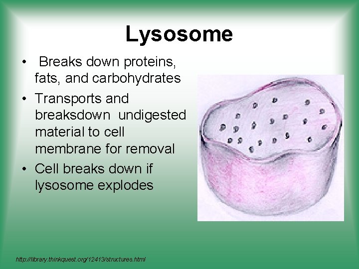 Lysosome • Breaks down proteins, fats, and carbohydrates • Transports and breaksdown undigested material