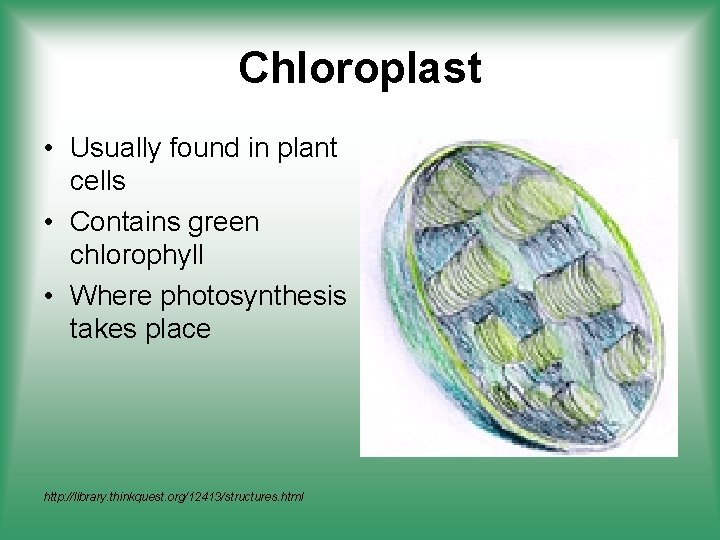 Chloroplast • Usually found in plant cells • Contains green chlorophyll • Where photosynthesis
