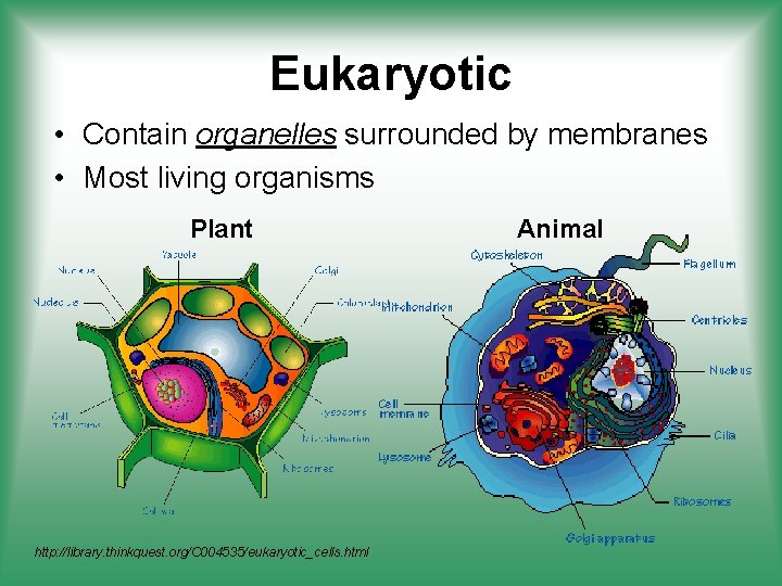 Eukaryotic • Contain organelles surrounded by membranes • Most living organisms Plant http: //library.