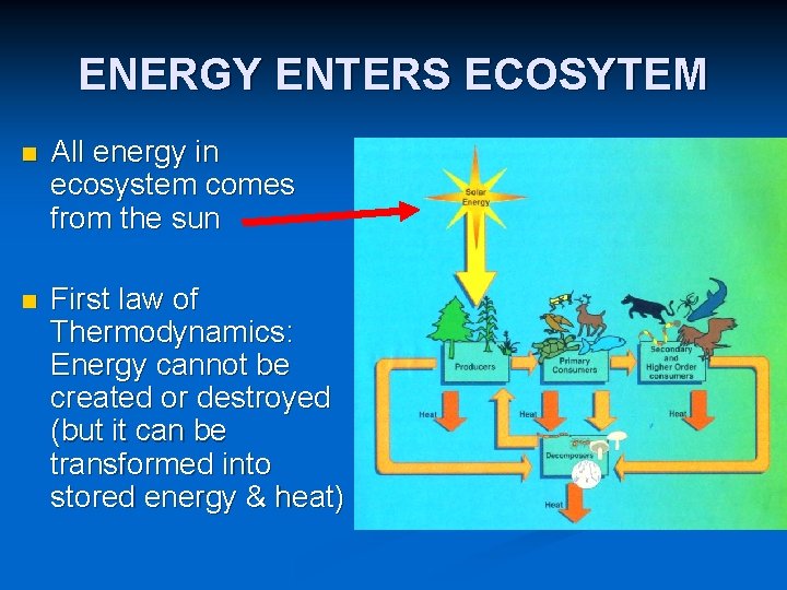 ENERGY ENTERS ECOSYTEM n All energy in ecosystem comes from the sun n First