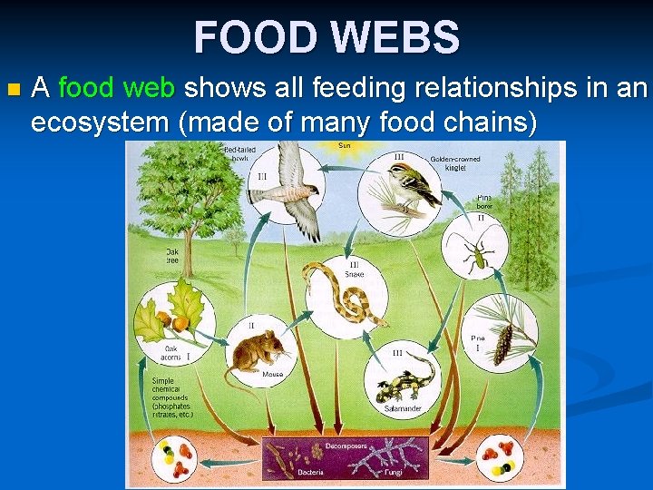 FOOD WEBS n A food web shows all feeding relationships in an ecosystem (made