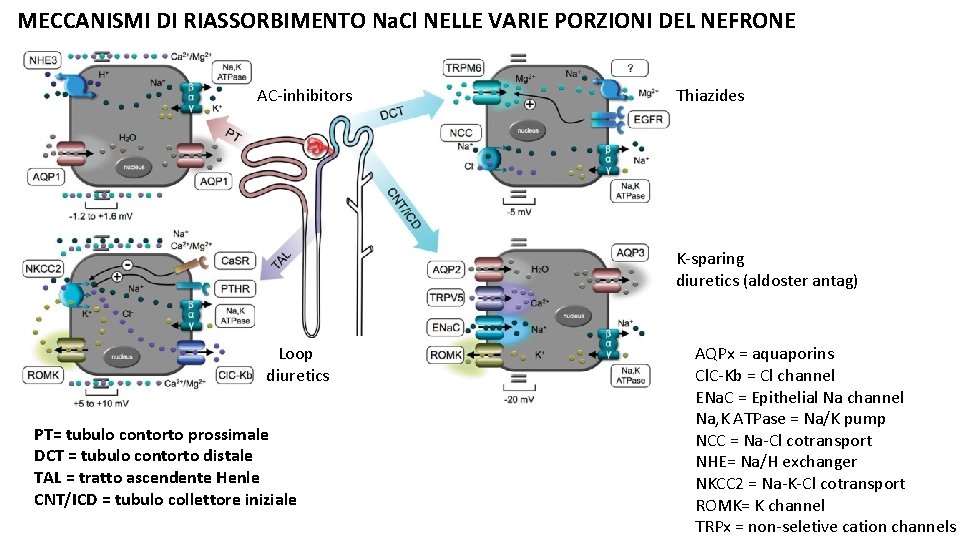 MECCANISMI DI RIASSORBIMENTO Na. Cl NELLE VARIE PORZIONI DEL NEFRONE AC-inhibitors Thiazides K-sparing diuretics