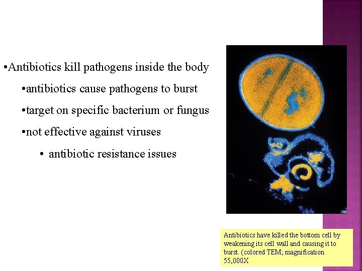  • Antibiotics kill pathogens inside the body • antibiotics cause pathogens to burst