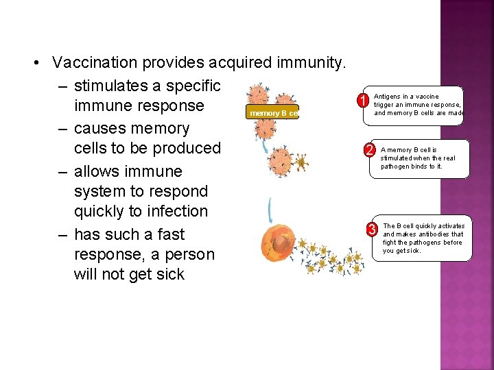  • Vaccination provides acquired immunity. – stimulates a specific Antigens in a vaccine