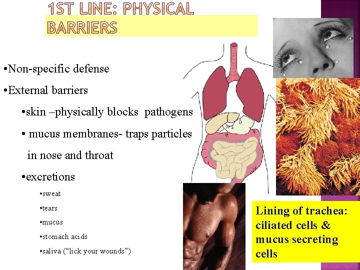 • Non-specific defense • External barriers • skin –physically blocks pathogens • mucus • Non-specific defense • External barriers • skin –physically blocks pathogens • mucus